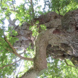 23 Chêne à Guillotin vieux de 1000 ans